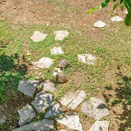 Vojka Διαμέρισμα Milna (Brac)